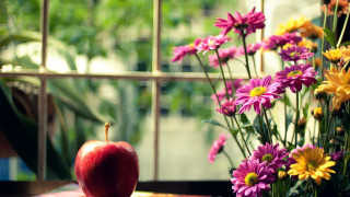 Vase flowers apple table window - the room free wallpaper