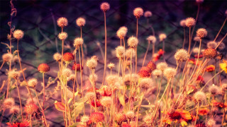 Flowers fence grass dirt autumn - a chain link fence free wallpaper
