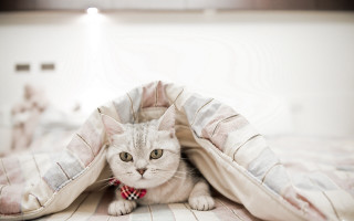 Cat blanket plaid red bowtie - under a blanket free wallpaper