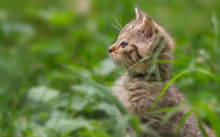 Kitten grass blurry bokeh impressionism - a small kitten free wallpaper