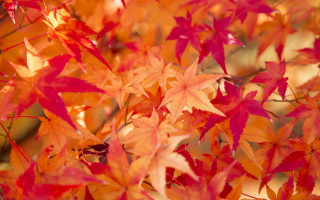 Tree red leaves autumn fire - aimitsu free wallpaper