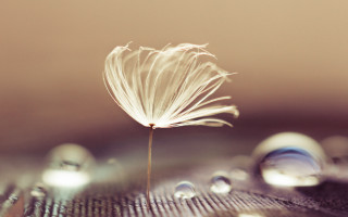 Dandelion water droplets macro night 2 - deep free wallpaper