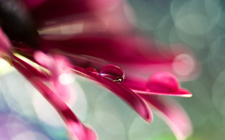 Flower water droplets pink green - cindy wright free wallpaper for desktop