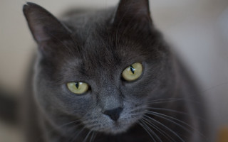 Black cat yellow eyes macro - a black cat free wallpaper