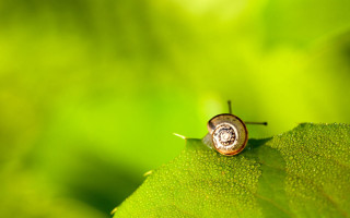 Snail green leaf sunlight macro - a snail free wallpaper
