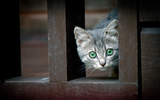 Kitten green eyes wooden door 2 - sharp focus free wallpaper
