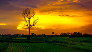 Sunset tree field clouds orange - a tree in a field free wallpaper