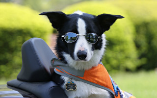 Dog sunglasses scarf motorcycle furry - a leash free wallpaper