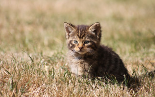 Small kitten field sad tilt - a small kitten free wallpaper