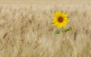 Sunflower wheat field fall 2012 - ecological free wallpaper for desktop