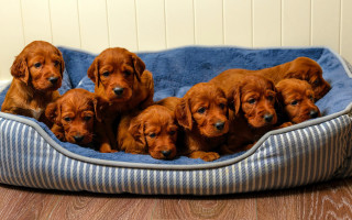 Puppies bed wooden floor wall 2 - a group of puppies free wallpaper