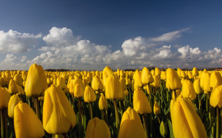 Yellow flower field blue sky 5 - dirck van der lisse free wallpaper