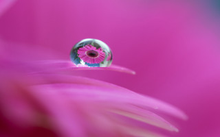Pink flower waterdrop center blue - a water drop free wallpaper