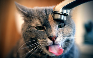 Cat drinking water faucet furry - its tongue free wallpaper for desktop