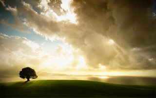 Lone tree grassy hill godrays - god ray free wallpaper