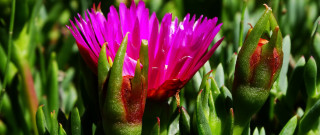 Flower grass background bokeh macro - other flower free wallpaper