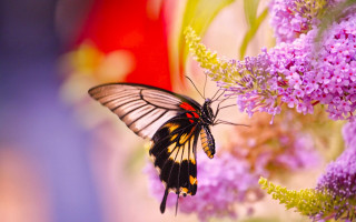Butterfly flower macro nature blurry 2 - a butterfly free wallpaper for desktop