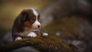 Puppy mossy surface sad shiba - a mossy surface free wallpaper