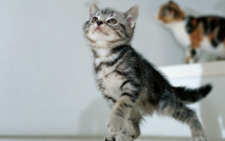 Kitten ledge mirror cat background - a mirror free wallpaper