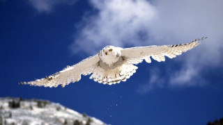 Snowy owl flying blue sky - ecological free wallpaper