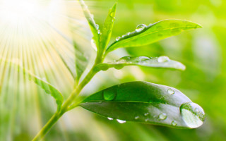 Green leaf water drops sun - a green leaf free wallpaper