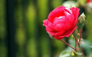 Red rose garden blurry macro - a garden free wallpaper