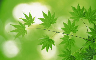 Leaf green bamboo forest branch - a close up of a leaf free wallpaper