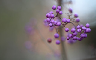 Purple plant berries macro blurry - the stem free wallpaper