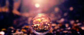 Glass ball plant tabletop blurry 3 - arthur quartley free wallpaper