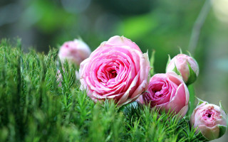 Pink roses green field macro - ground free wallpaper