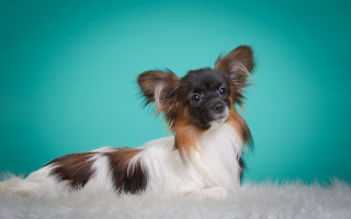 Small dog white fur blue - glamor pose free wallpaper