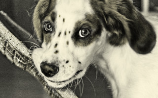 Dog stick camera floor chair - a stipple free wallpaper for desktop