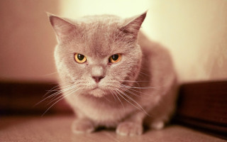 Sad cat yellow eyes blurry - angry free wallpaper for desktop