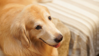 Dog smiling shiba inu bed - striped free wallpaper