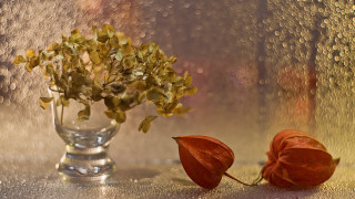 Vase flower leaf table window - rain free wallpaper
