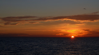 Sunset ocean bird flying matte - a sunset over the ocean free wallpaper