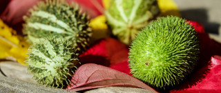 Flower basket wooden spoon macro - free christmas wallpaper