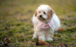 Small white dog pink bow - a pink bow tie free wallpaper