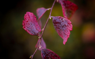 Branch red leaves water droplets - a branch free wallpaper