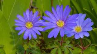 Blue flower grass leaves daisy - the other free wallpaper