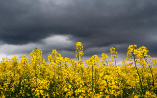 Yellow flower field stormy sky - chris friel free wallpaper