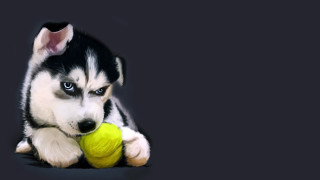 Puppy tennisball sad blueeyes digitalpainting - a tennis ball free wallpaper for desktop