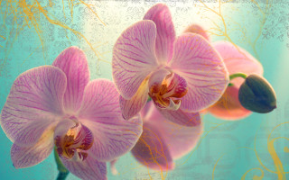 Pink flower blue background gold - cindy wright free wallpaper for desktop