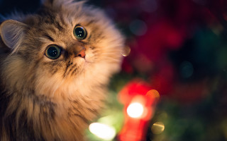 Cat christmas tree candle blurry - bokeh free wallpaper