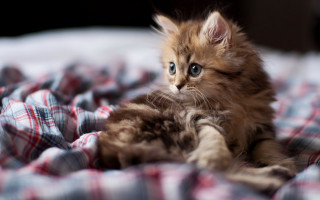 Kitten plaid blurry bokeh photorealistic - plaid free wallpaper