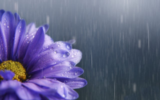Purple flower water droplets blurry - petal free wallpaper