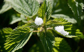 Leaf white flowers green background - stem free wallpaper for desktop