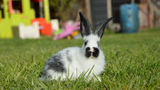 Rabbit grass toy house play - a rabbit free wallpaper for desktop