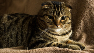 Sad cat laying blanket realistic - maya free wallpaper