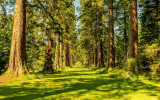 Forest path trees grassy field - tall tree free wallpaper